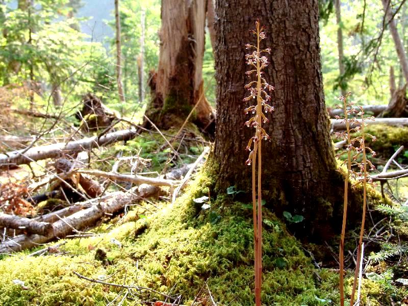 Corallorhiza maculata (Raf.) Raf. var. occidentalis (Lindley) Ames