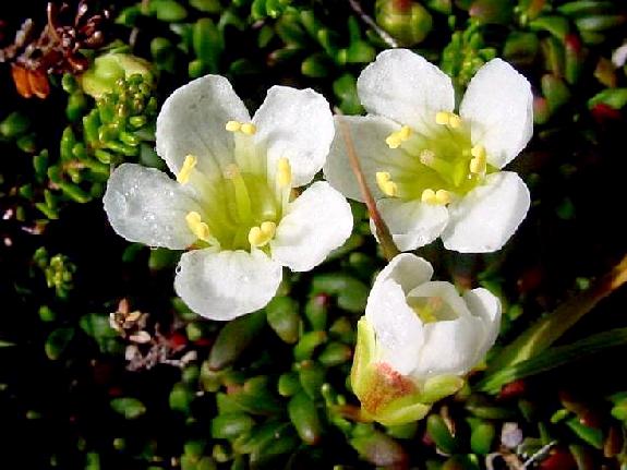 Diapensia lapponica L. subsp. lapponica