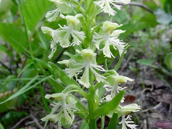 Platanthera lacera (Michx.) G. Don [sensu lato]