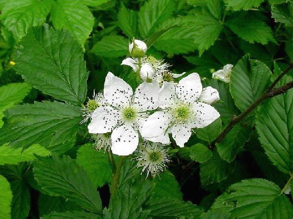 Rubus pensilvanicus Poir.